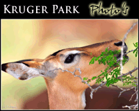 Fine Art Wildlife photography